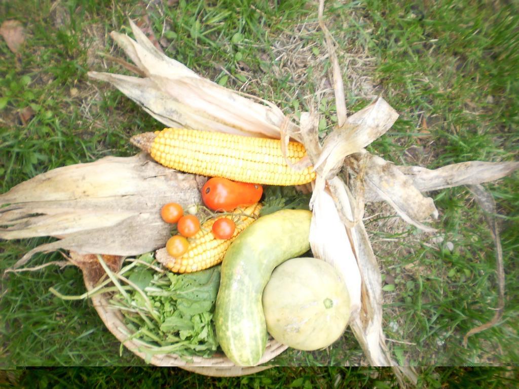 Green Fields بادوفا المظهر الخارجي الصورة