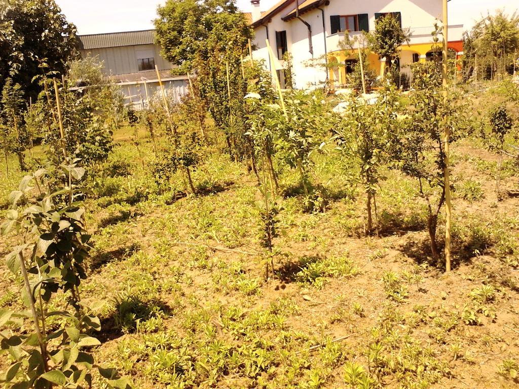 Green Fields بادوفا المظهر الخارجي الصورة