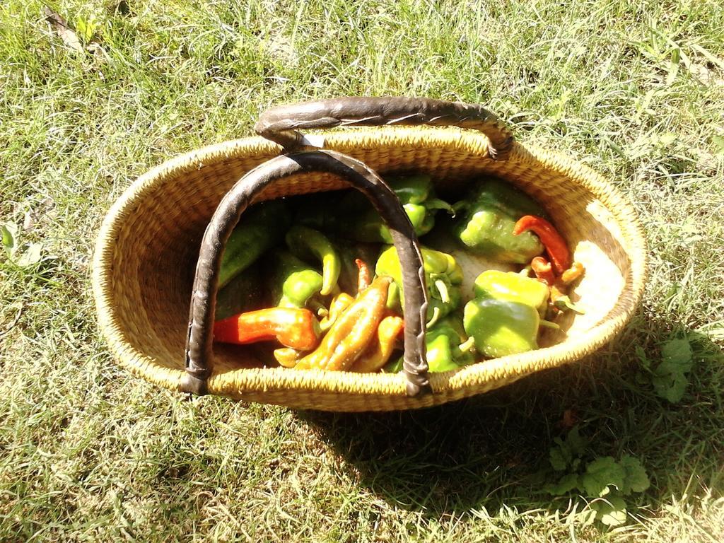 Green Fields بادوفا المظهر الخارجي الصورة