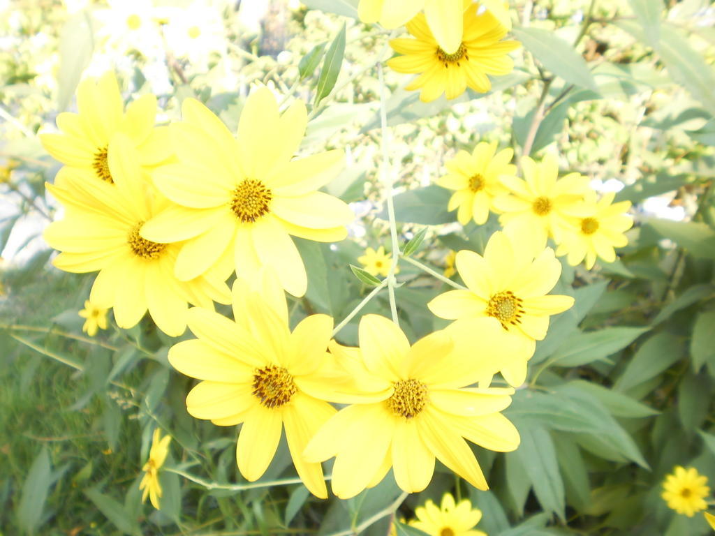 Green Fields بادوفا المظهر الخارجي الصورة