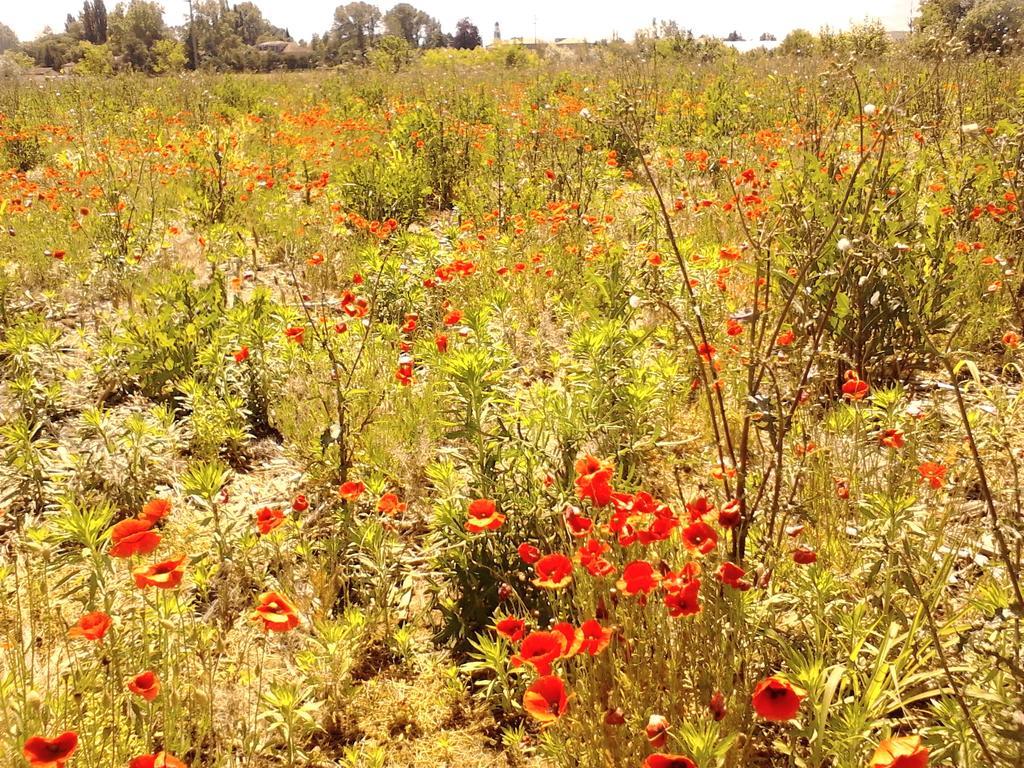 Green Fields بادوفا المظهر الخارجي الصورة