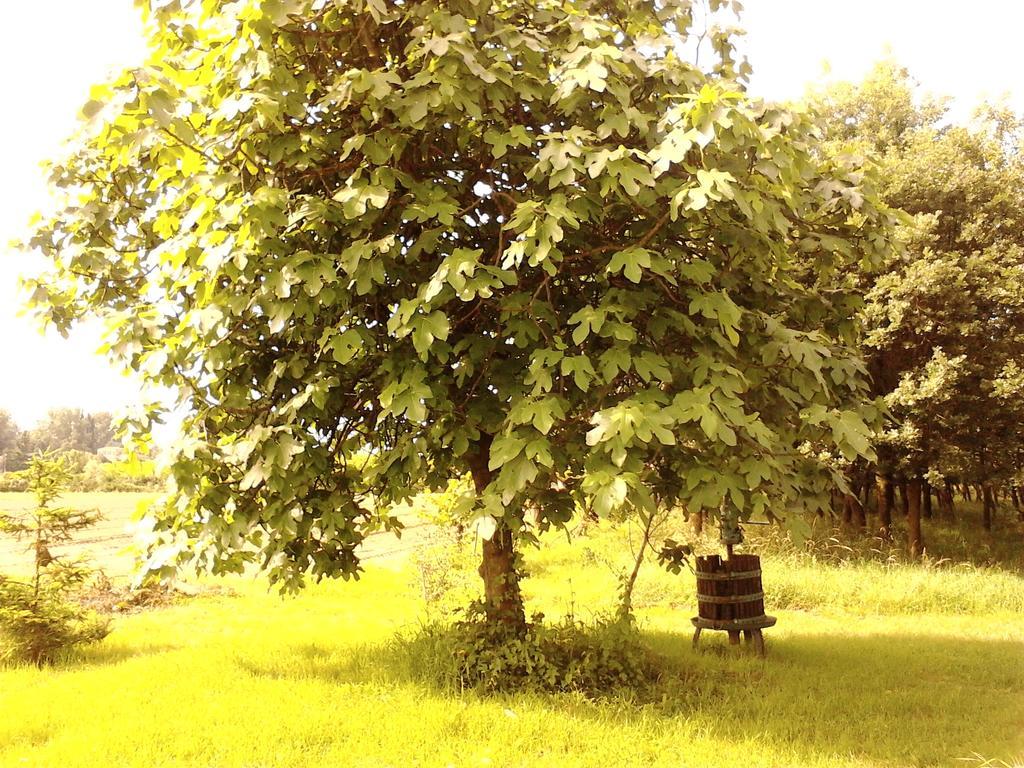Green Fields بادوفا المظهر الخارجي الصورة