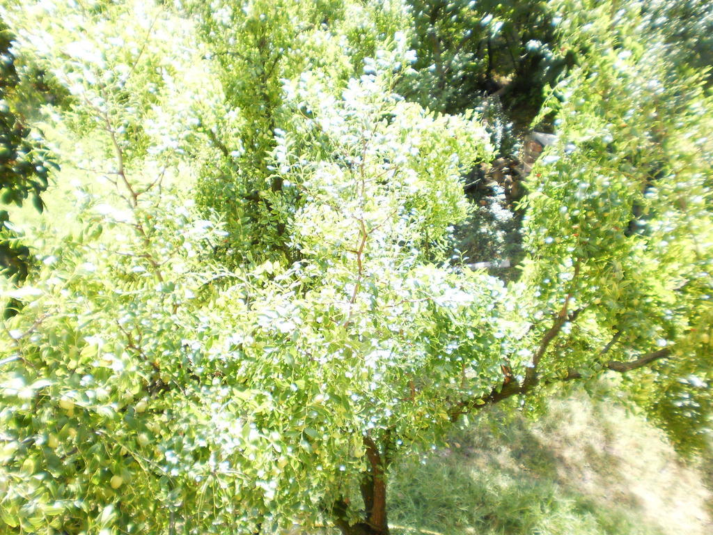 Green Fields بادوفا المظهر الخارجي الصورة
